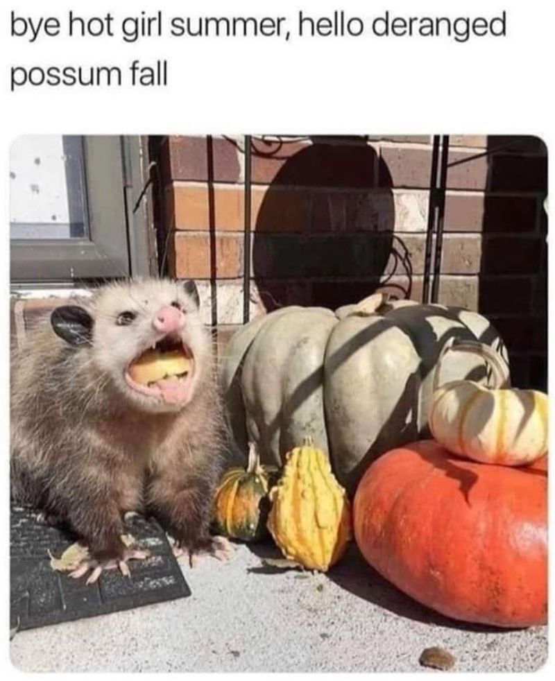 Fall possum meme