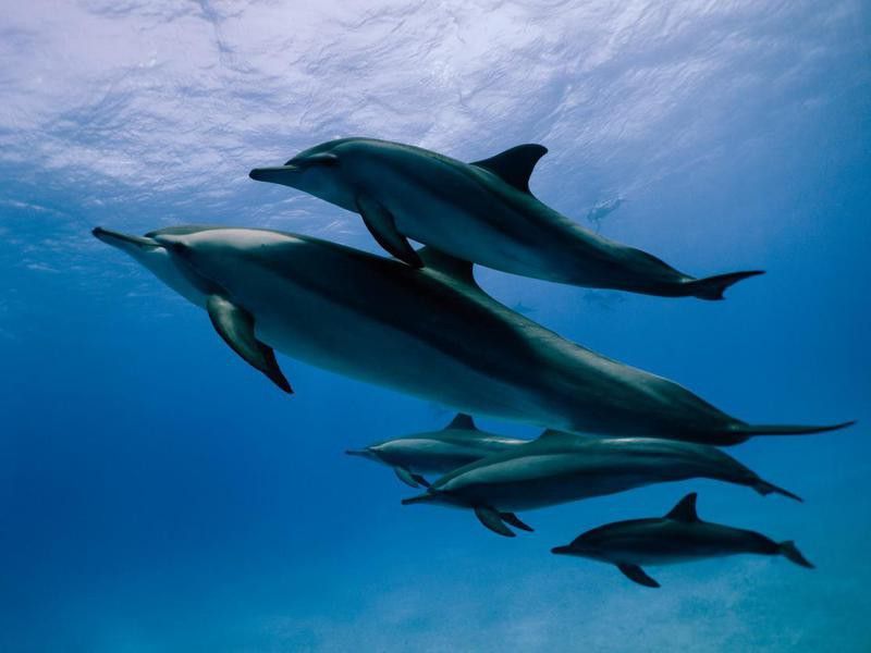 Family of dolphins