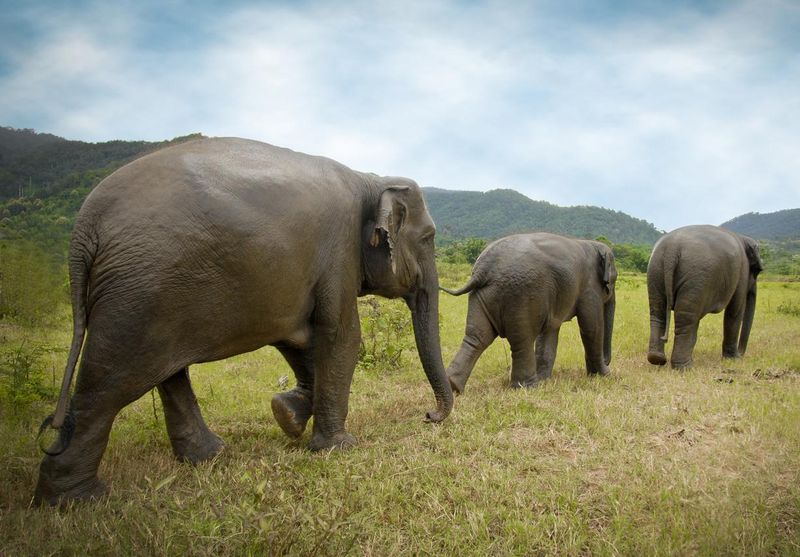 Family of elephants walking in a line