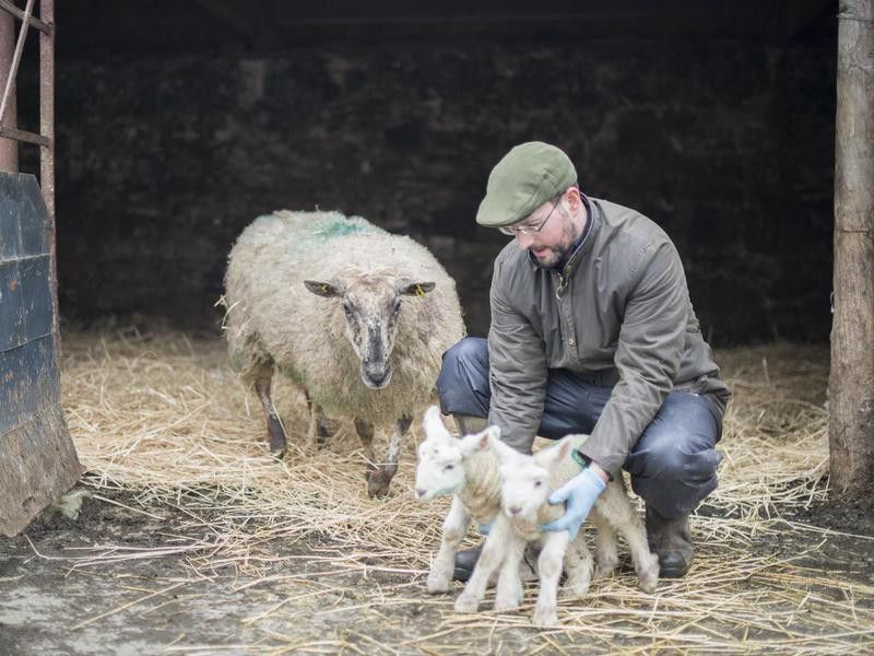 Farmer during lambing season, Galway, Ireland.