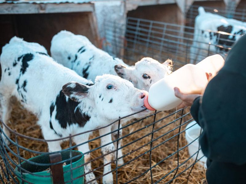 Farmer feeding baby cows in a pen