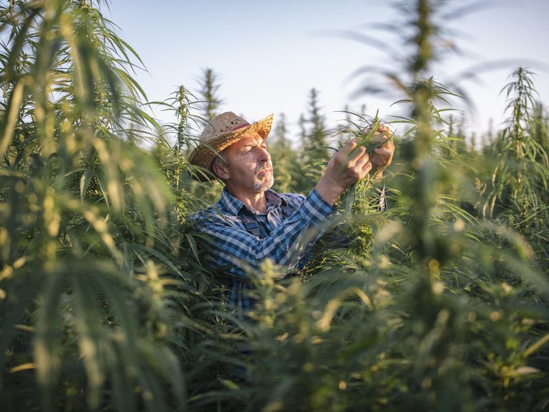 Farmer inspecting cannabis plants in hemp field
