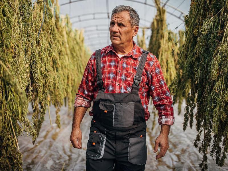 Farmer with drying cannabis plants