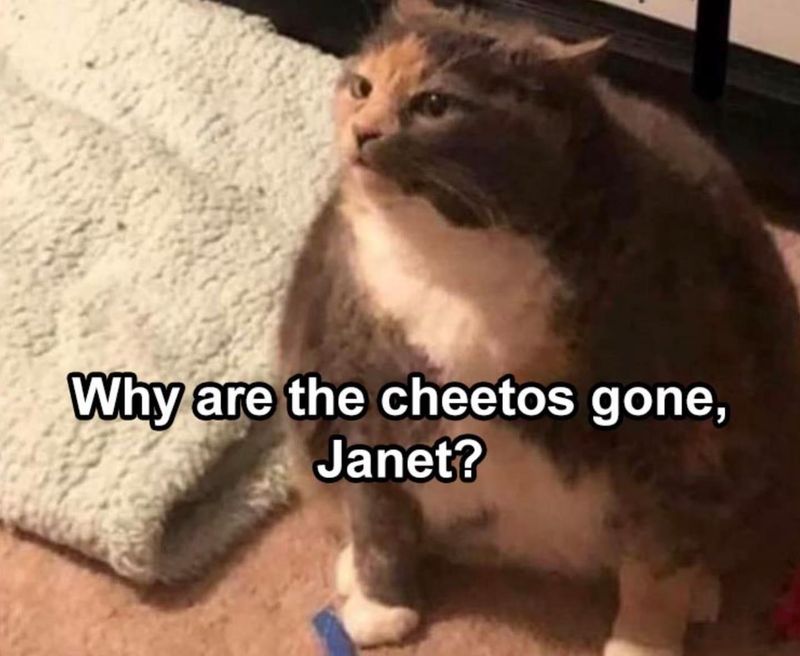 Fat cat asking for cheetos