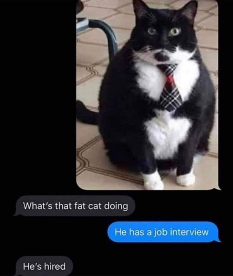 Fat cat in tie
