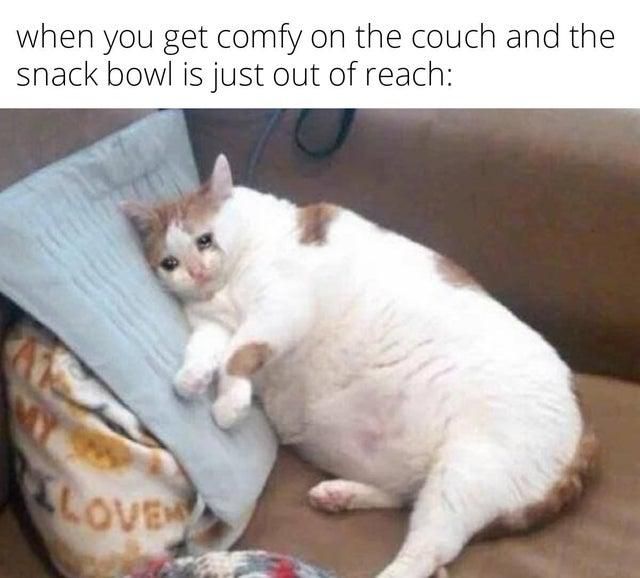 Fat cat laying on a couch