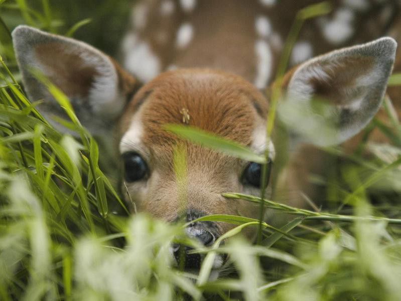 Fawn in camouflage