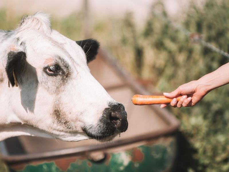 Feeding Cow A Carrot
