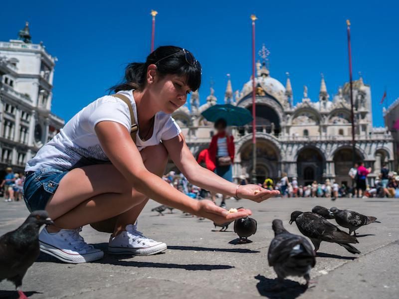 Feeding Venice pigeons is illegal