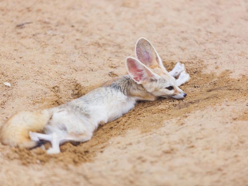 Fennec fox lying on the wet sand