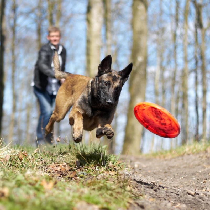 Fetch with a frisbee