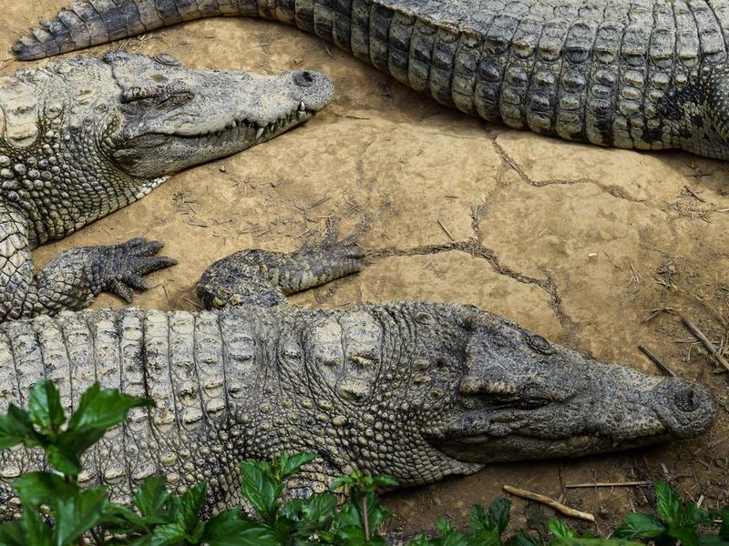 Few crocodiles lying on the ground in Vietnam