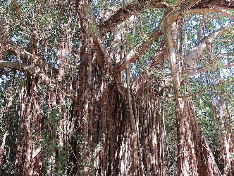Ficus Cirtifolia