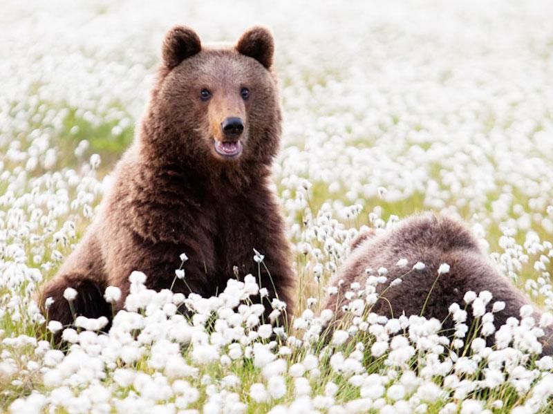 Finland bear