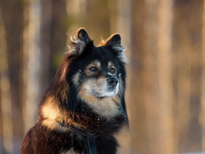 Finnish Lapphund
