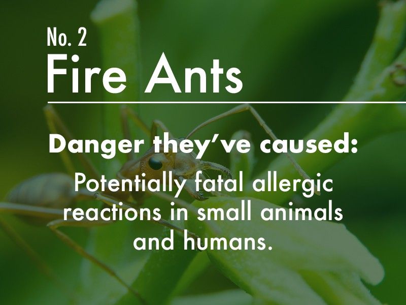 Fire ant dangers