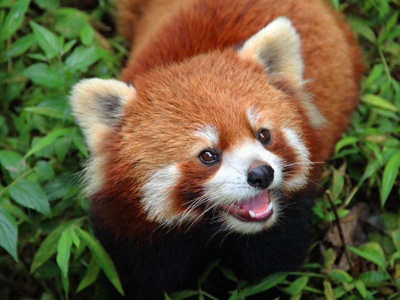 Firefox, a red panda in Chengdu, China