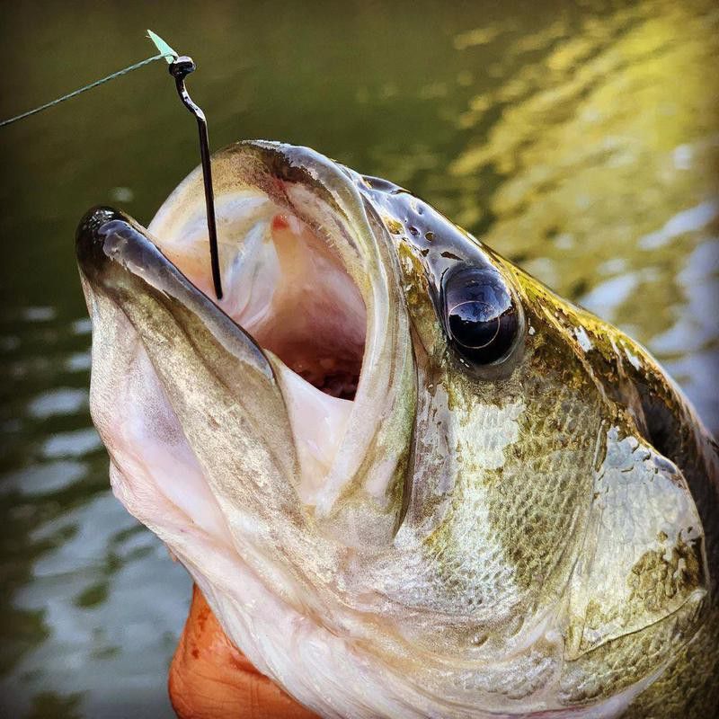 Fishing in Lake Austin