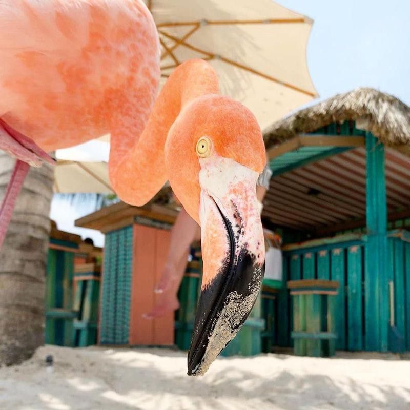 Flamingo photobomb
