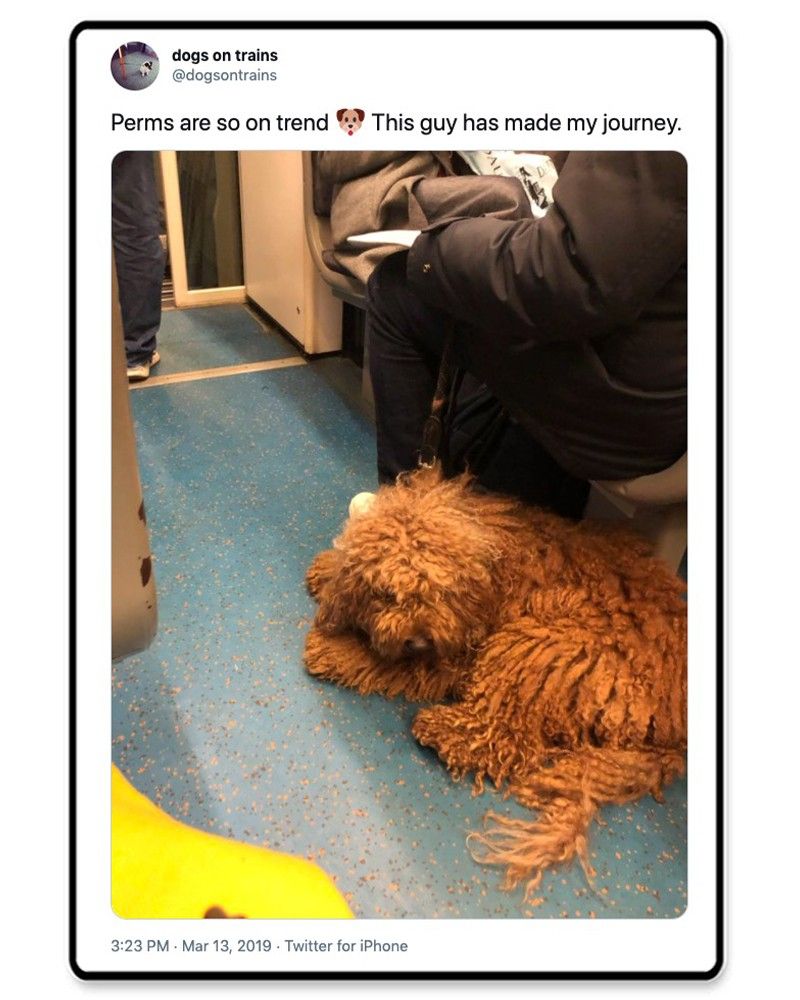 Fluffy dog on train
