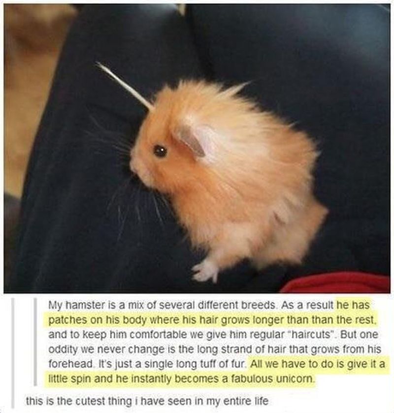 Fluffy hamster meme