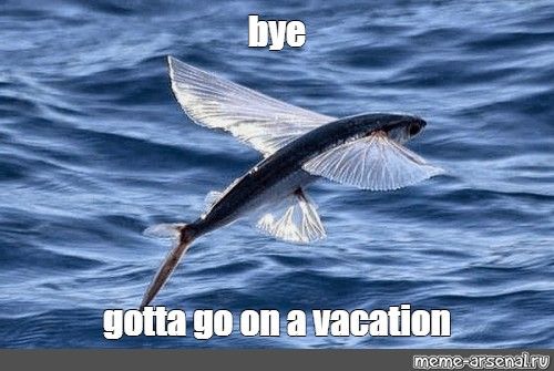 Flying fish meme