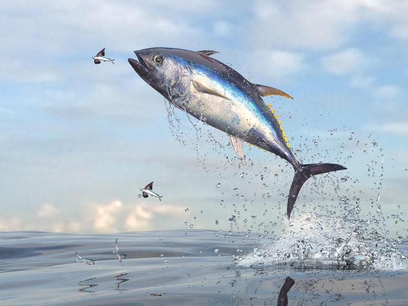 Flying fishes running away from tuna fish