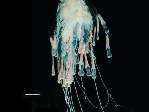 Flying Spaghetti Monster Sea Creature