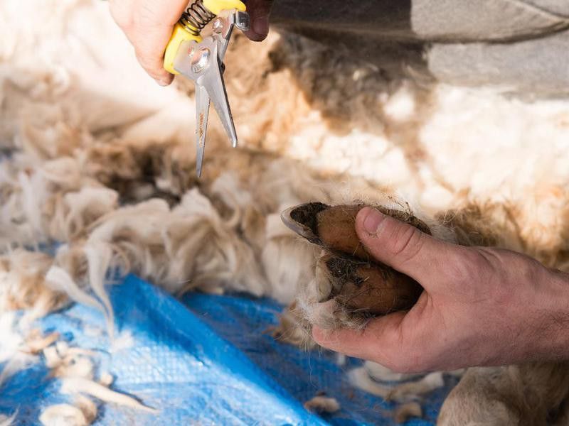 Foot trimming of an alpaca after shearing