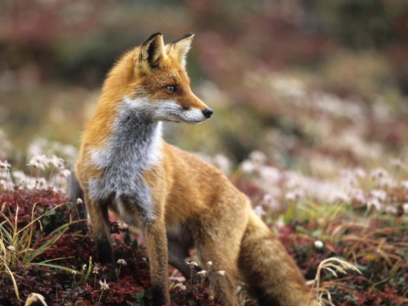 Fox, a spirit animal representing strength