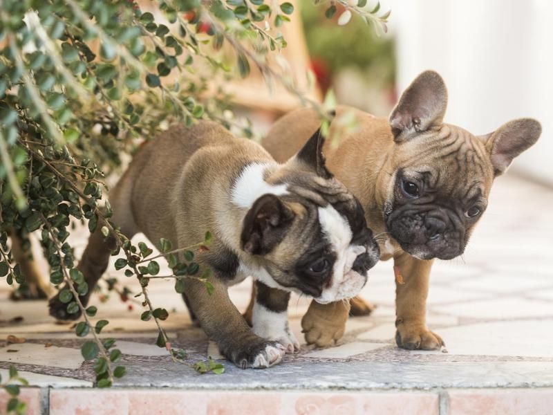 french bulldog puppies
