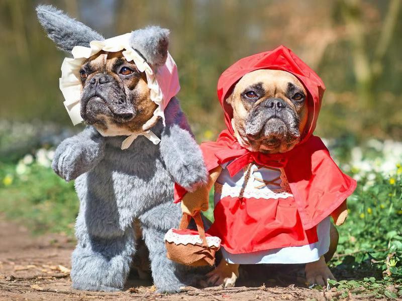 French bulldogs dressed up as Little Red Riding Hood and the Big, Bad Wolf