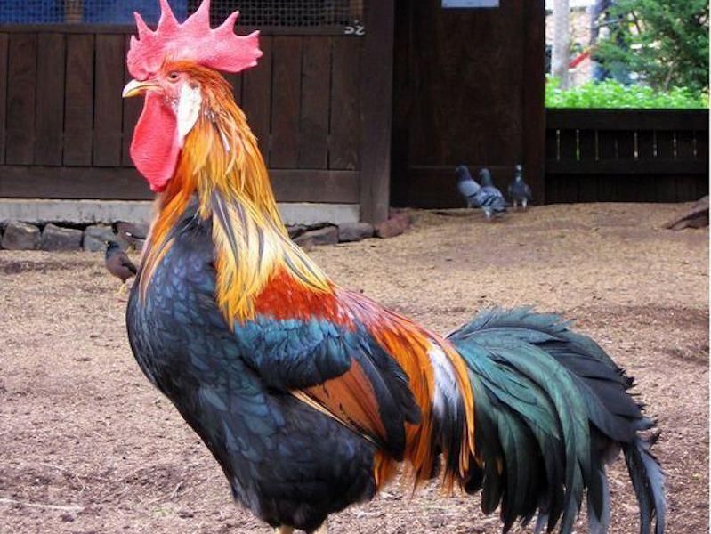 French rooster