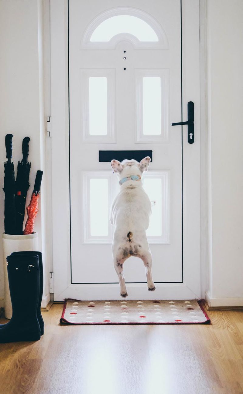 Frenchie and mail slot