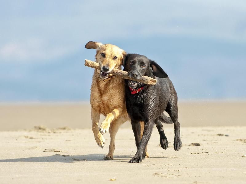 Friendliest Dog Breeds: Labrador Retrievers