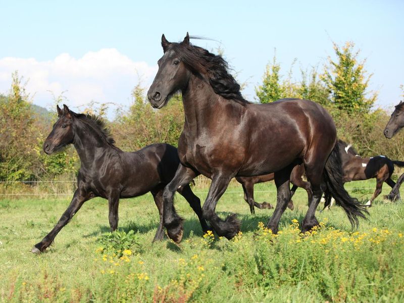 Friesian galloping with friend