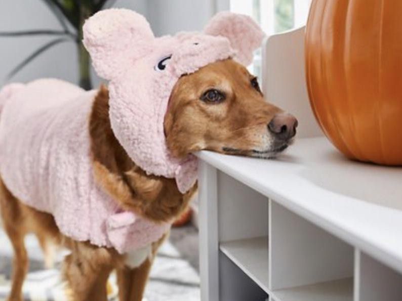 Frisco pig dog costume