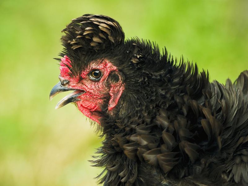 Frizzle Chicken Close-Up