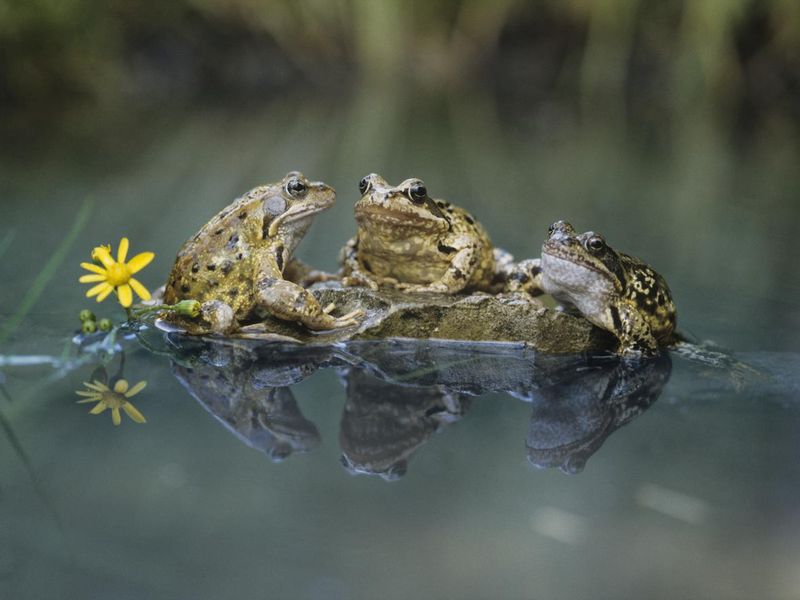 Frogs sitting on rock