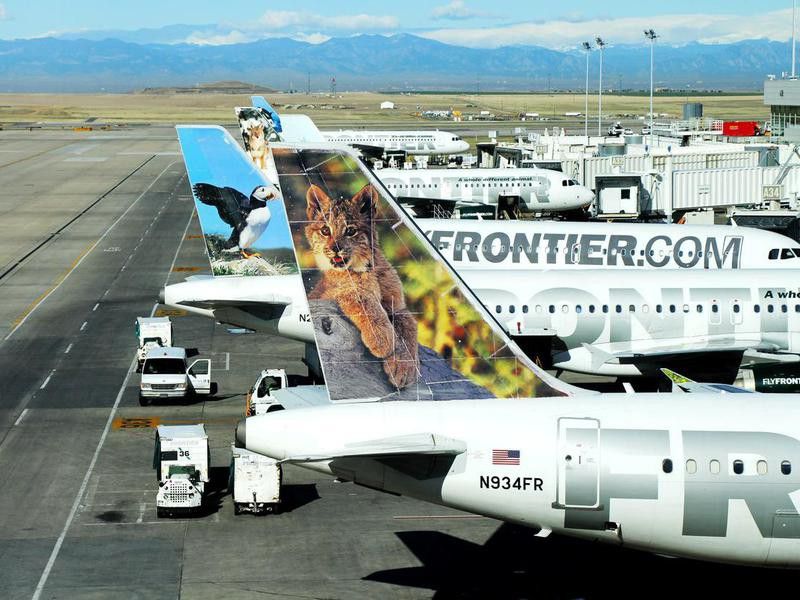 Frontier Airlines wildlife logo on airplanes