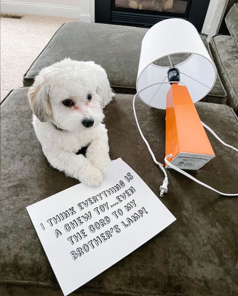 Funny bichon dog at cord to lamp