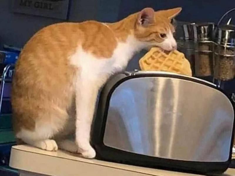 Funny cat eating a waffle