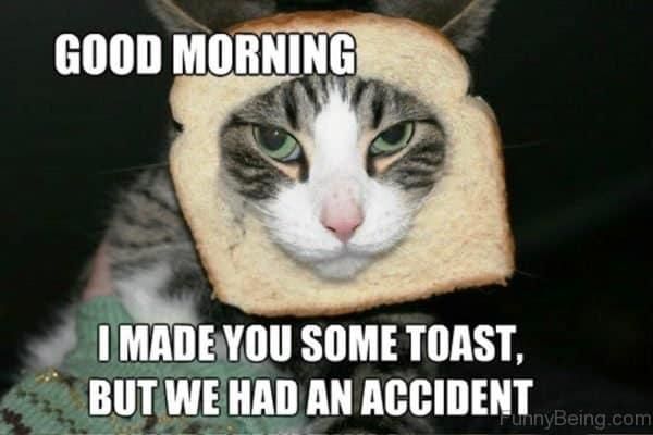 Funny cat good morning meme