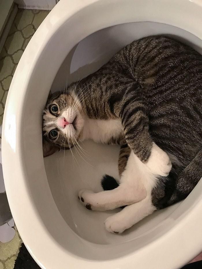 Funny cat in a toilet