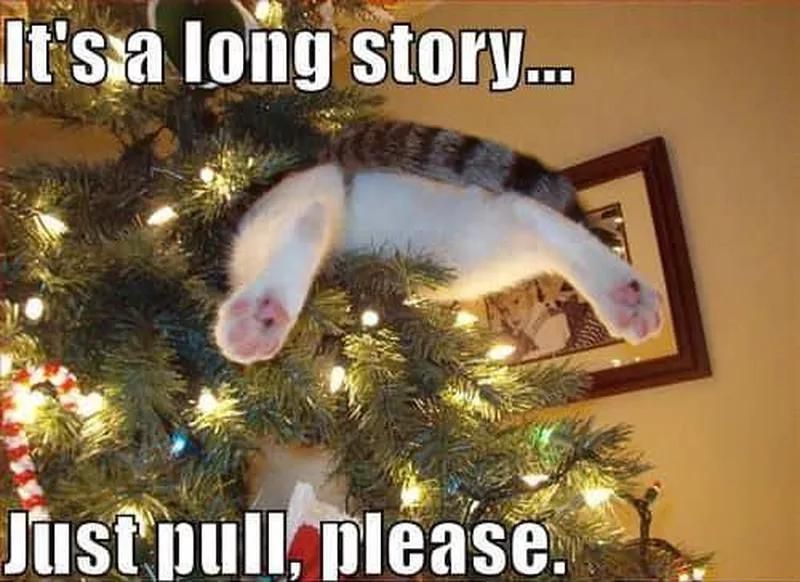 Funny cat stuck in a Christmas tree meme