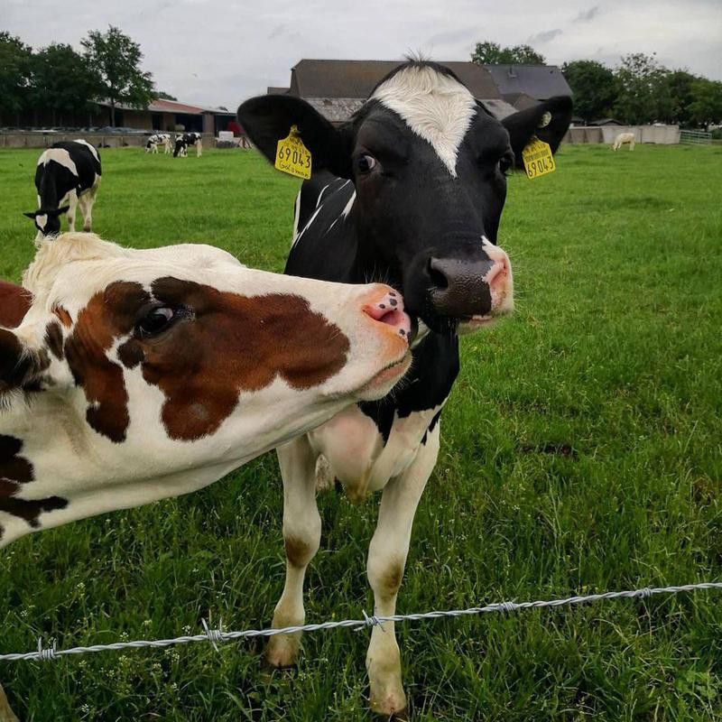 Funny cow photobomb
