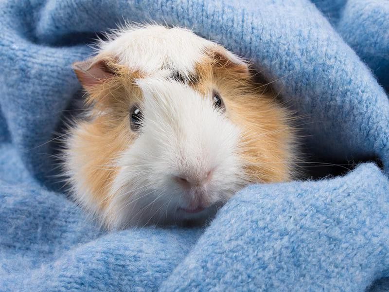 Funny cute Abyssinian guinea pig hiding in a cozy blue woolen scarf in winter