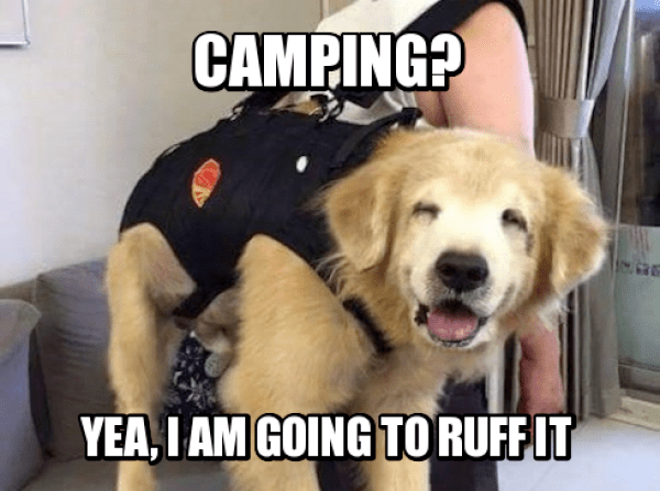 Funny dog camping meme