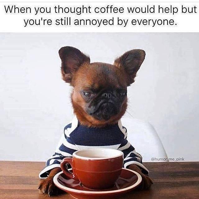 Funny dog drinking coffee