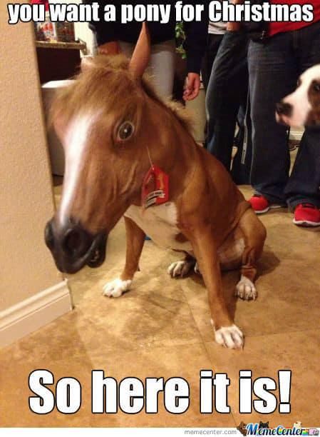 Funny dog in a horse mask meme